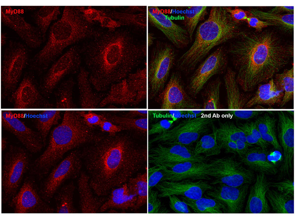 Immunofluorescence Validation of MyD88.