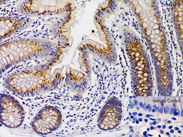 Immunohistochemistry Validation of MyD88.