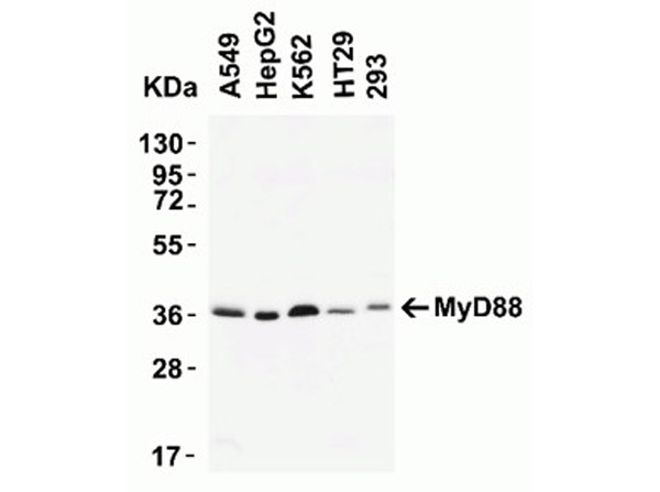 Western Blot Validation of MyD88.