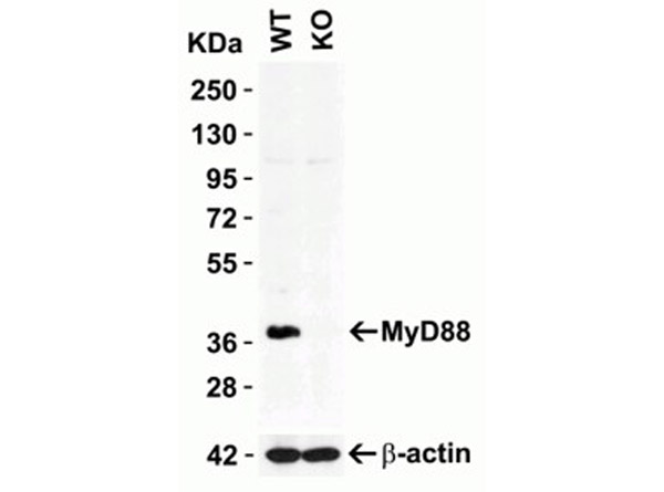 Western Blot Validation of MyD88.