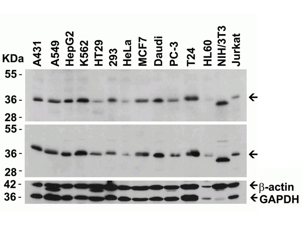 Western Blot Validation of MyD88.