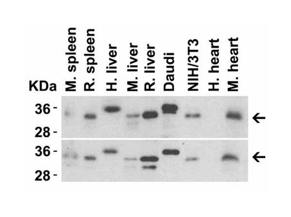 Western Blot Validation of MyD88.