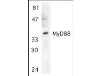 Anti-MyD88 Antibody - Western Blot