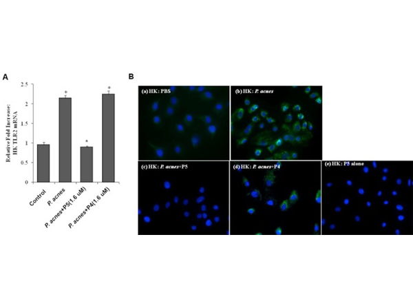 Immunofluorescence using TLR2