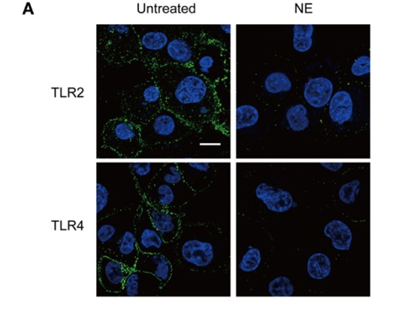 Immunofluorescence using TLR2