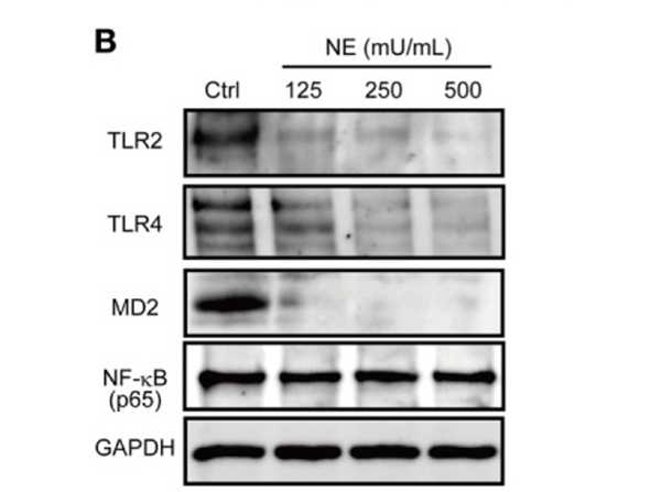 Western Blot using TLR2