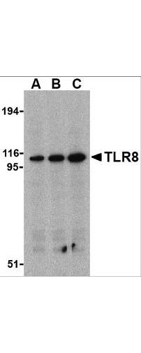 Anti-TLR8 Antibody - Western Blot