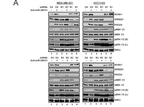 Western Blot using PDCD4