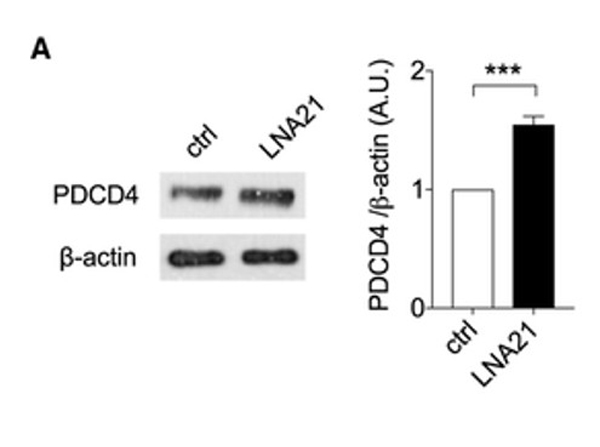 Western Blot using PDCD4