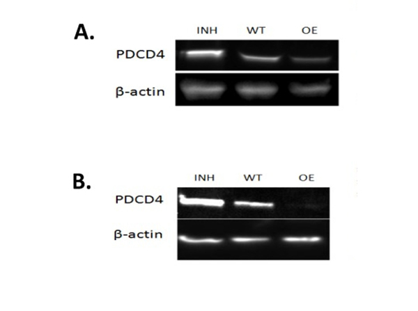 Western Blot using PDCD4
