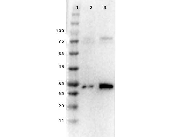 Western Blot Results of RTU Rabbit Anti-Pdcd4 Antibody.