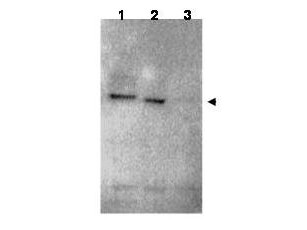 Anti-RNF25 Antibody - Western Blot