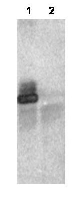 Anti-RNF25 Antibody - Immunoprecipitation