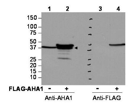 AHA1 Antibody