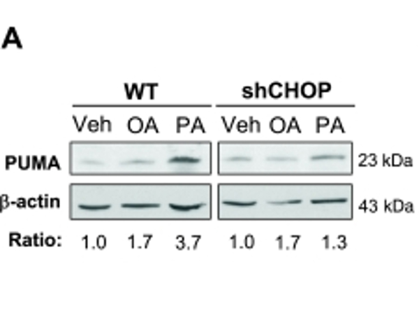 Western Blot using PUMA