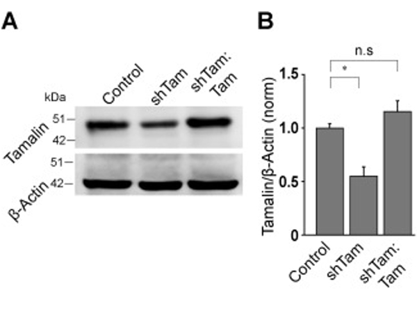 Western Blot using Tamalin