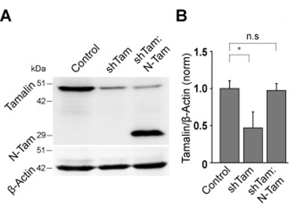 Western Blot using Tamalin