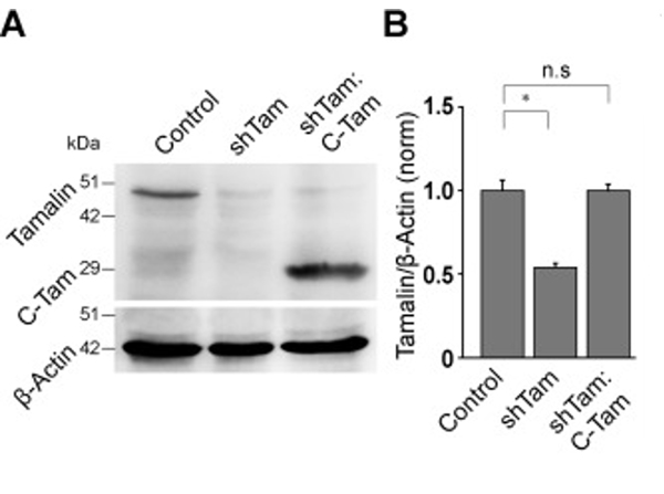 Western Blot using Tamalin