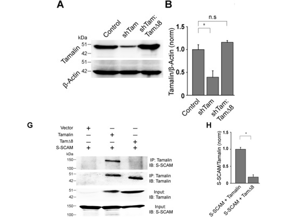 Western Blot using Tamalin