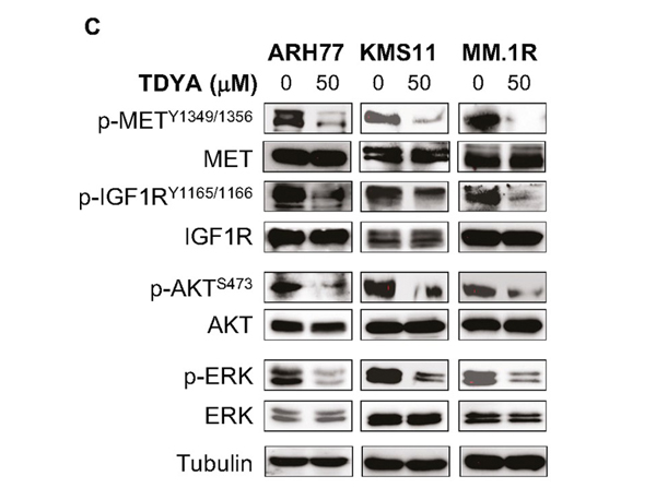 Western Blot using cMET pY1349pY1356