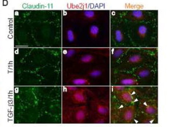 Immunofluorescence using UBE2J1