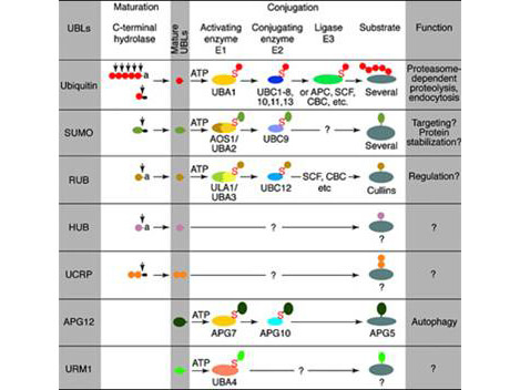 Conjugation pathways for ubiquitin and ubiquitin-like modifiers (UBLs).