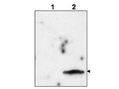 FIV matrix protein p15 Antibody