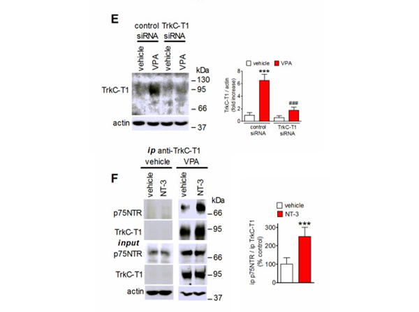 Immunoprecipitation using TrkCT1