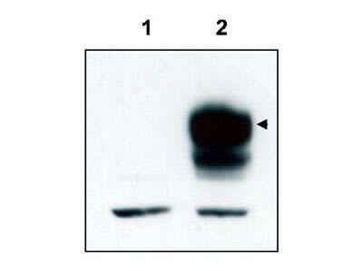 TrkCT1 Antibody