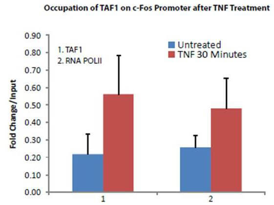 CHIP - Anti- TAF1 Antibody