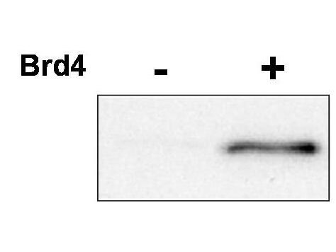 Anti-CDK9 pT29 Antibody - Western Blot