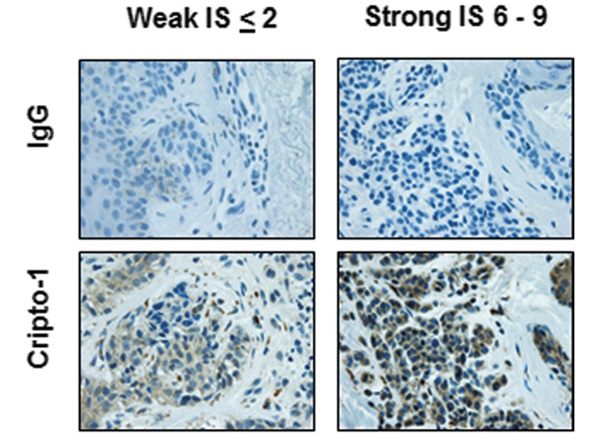 Immunohistochemistry using Cripto1