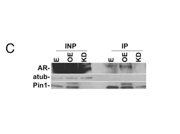 Immunoprecipitation using PIN1