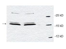 Anti-Pin1 Antibody - Western Blot