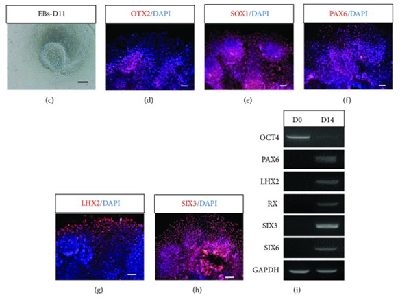 Immunofluorescence using Six3