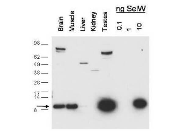 Anti-SeIW Antibody - Western Blot