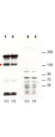 Anti-Sipa1 Antibody - Western Blot