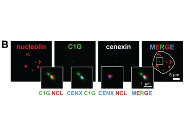 Immunofluorescence using Cenexin1