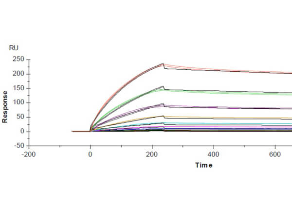Surface Plasmon Resonance (SPR) Data of Rabbit Anti-SARS-CoV Nucleocapsid (N) Antibody