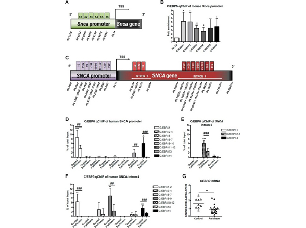 ChIP using C/EBP delta