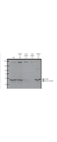 Anti-eIF3S6/Int6 Antibody - Western Blot