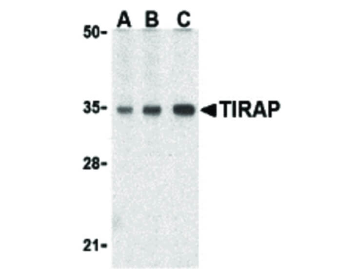 Western Blot of TIRAP antibody.