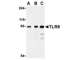 Anti-TLR9 Antibody - Western Blot