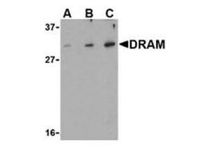Anti-DRAM Antibody - Western Blot