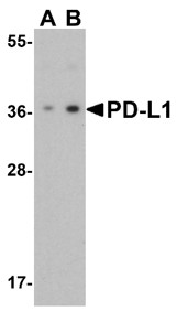Western Blot using PDL1