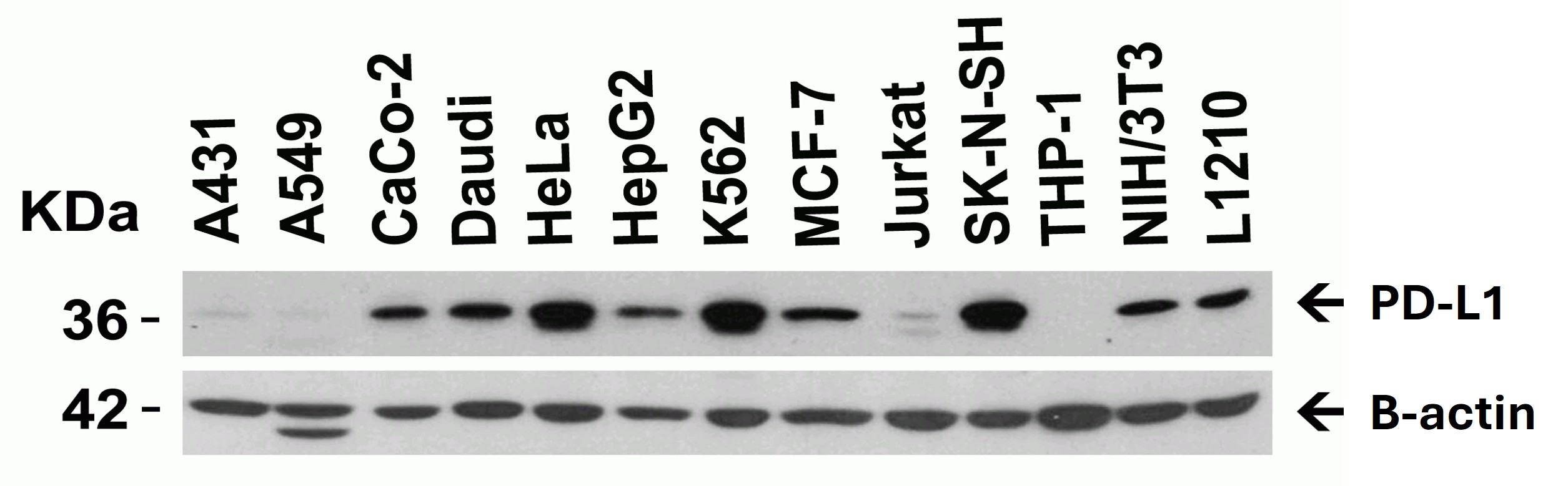 Western Blot using PDL1