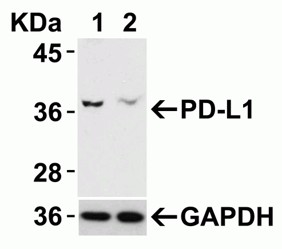 Western Blot using PDL1