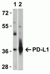 Western Blot using PDL1