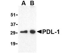 Anti-PDL-1 Antibody - Western Blot