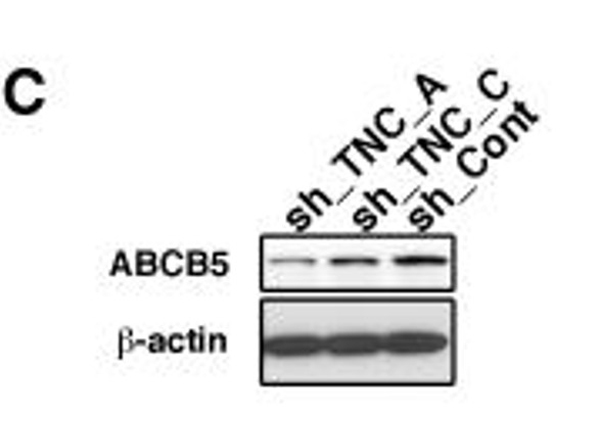 Western Blot using ABCB5